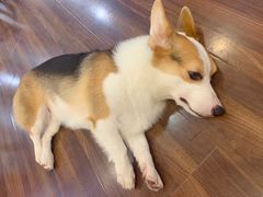 -柯斗斗主题餐厅·狗咖·围炉煮茶·茶饮(国瑞升平里店)