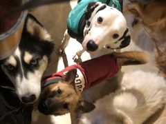 -萌喵咖啡屋(人民东路4号口M16商铺店)