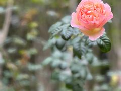 -深圳市中科院仙湖植物园