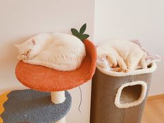 -猫腻·猫咖·撸猫馆(星光大道店)