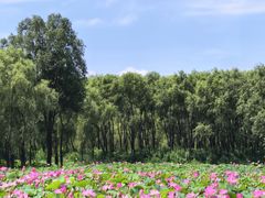 -东郊湿地公园