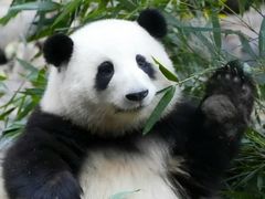 -都江堰中华大熊猫苑