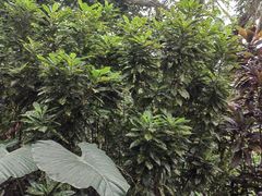 -海南热带野生动植物园