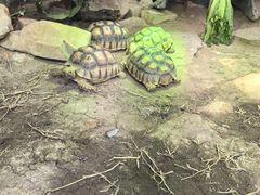 -广州长隆飞鸟乐园