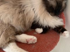 -Catmate·猫肥家润(金润铂宫店)