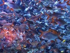 -成都浩海立方海洋公园