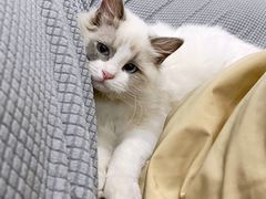 -喜洋洋宠物医院(震川路总店)