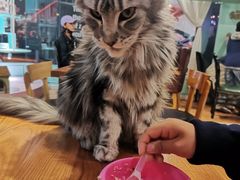 -猫小院猫主题餐厅(三里屯店)