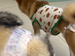 -怪兽屋·羊驼·猫咖·狗咖(俊华广场店)