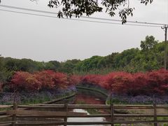 -苏州太湖西山岛开心农场