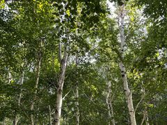 -长春公园(普阳街道)