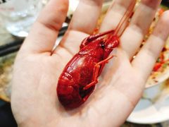 迷你虾-重庆圣渝老火锅(掌起镇横街店)