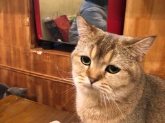 -猫色咖啡·猫咖