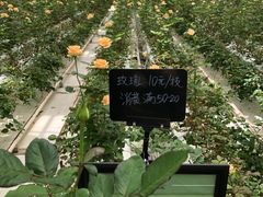 -上海鲜花港