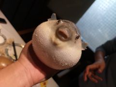 河豚-肆月河豚·新淮扬(金融街店)