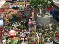 -龙大花卉苗木市场