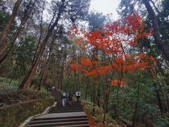 -铁山坪森林公园