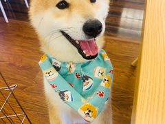 -豆柴町-柴犬主题狗咖(红鼎国际C座店)