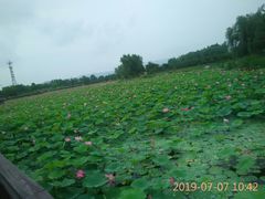 -羊亭河湿地公园