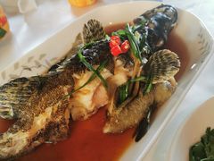 龙胆鱼-阿尔法海鲜排档(爱琴海店)