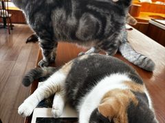 -有猫主题·治愈系猫咖(曾厝垵店)