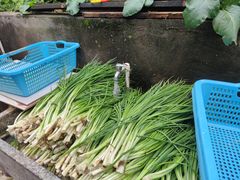 -金莲葱饼