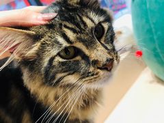 -瞄一喵猫咖(格力海岸店)