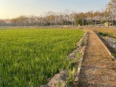 -上海长兴岛郊野公园
