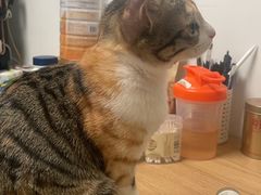 -瑞鹏宠物医院·骨科·猫科·内科(第一中心)