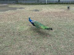 -苏州太湖西山岛开心农场