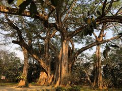 -瑞丽独树成林风景区