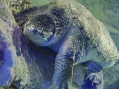 -东方巨龟苑景区