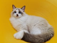 -Umiao与猫咖啡 猫咖