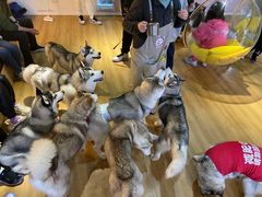 -Husky Go! 哈士奇体验馆·宠物咖啡厅狗咖