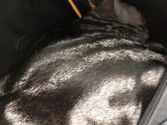 -瑞派雷欧宠物医院·24h夜诊·心脏骨科牙科·全科重症转诊中心(无影山店)