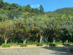 -雁南飞茶田景区