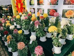 -上海共青森林公园