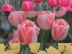-厦门园林博览苑