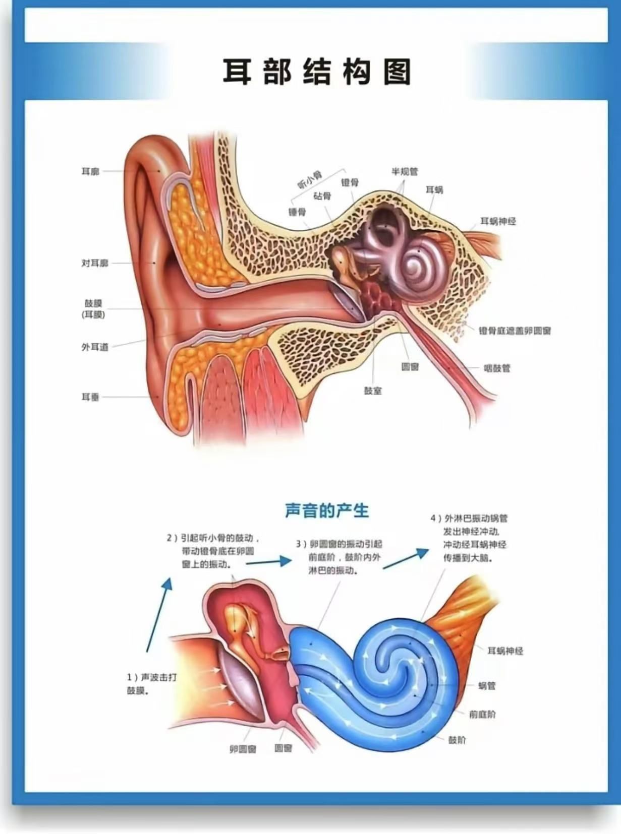 关于耳朵小知识