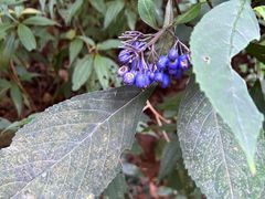 -广东罗浮山风景名胜区