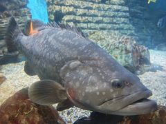 -烟台海昌鲸鲨海洋公园