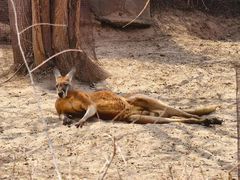 -北京野生动物园