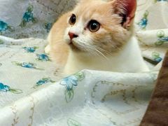 景观位-猫色咖啡·猫咖