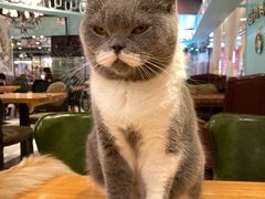 -猫小院猫主题餐厅(三里屯店)