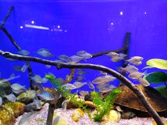 -上海海洋水族馆