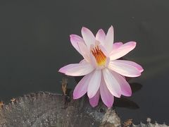 -五缘湾湿地公园