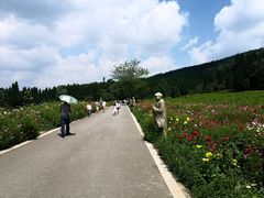 -武陵山森林公园