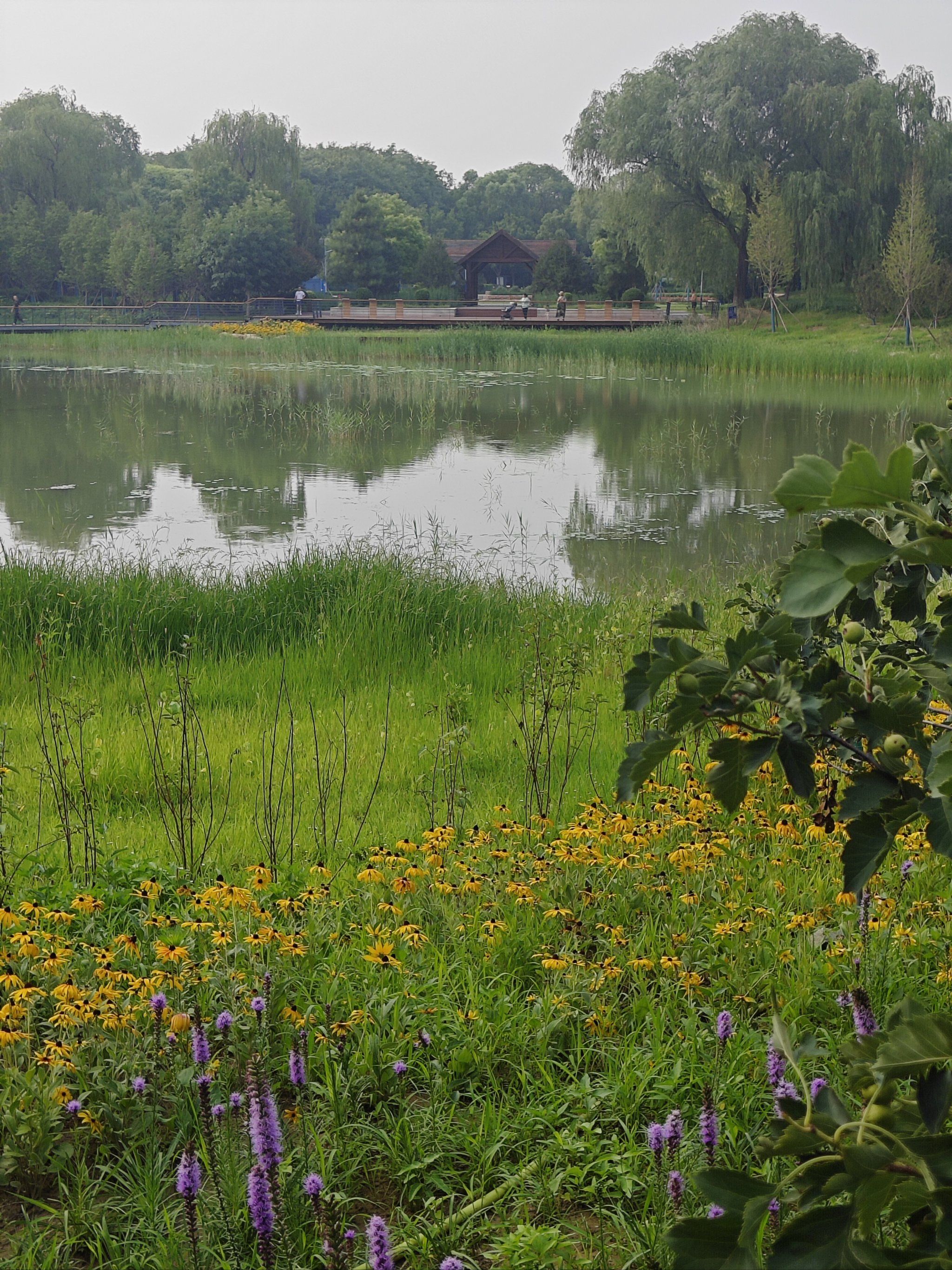 天天领红包 京城森林公园,游客人非常少