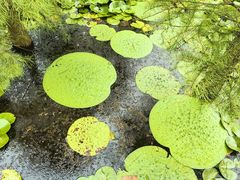 -池杉湖湿地公园