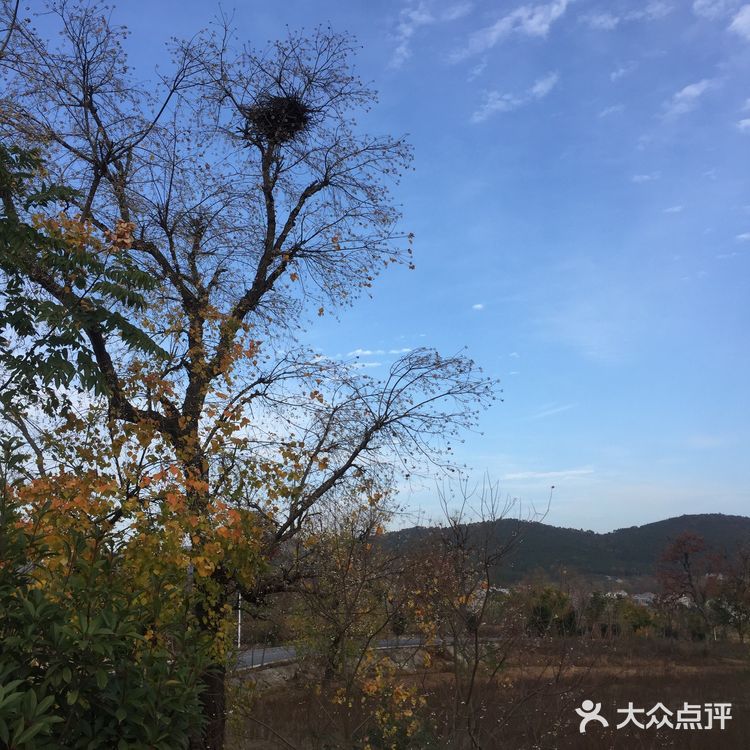 大悟红叶早已向往，今天终于来到四姑镇红叶景区